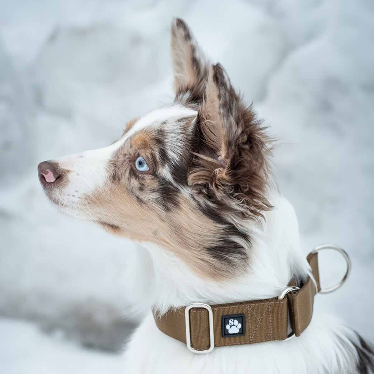 Salmiakkitassu hc-collar coyote 4x35-60cm