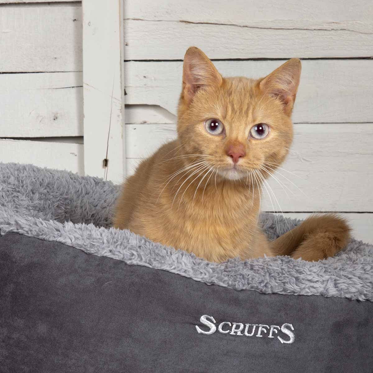 Scruffs Cosy kissan peti, harmaa