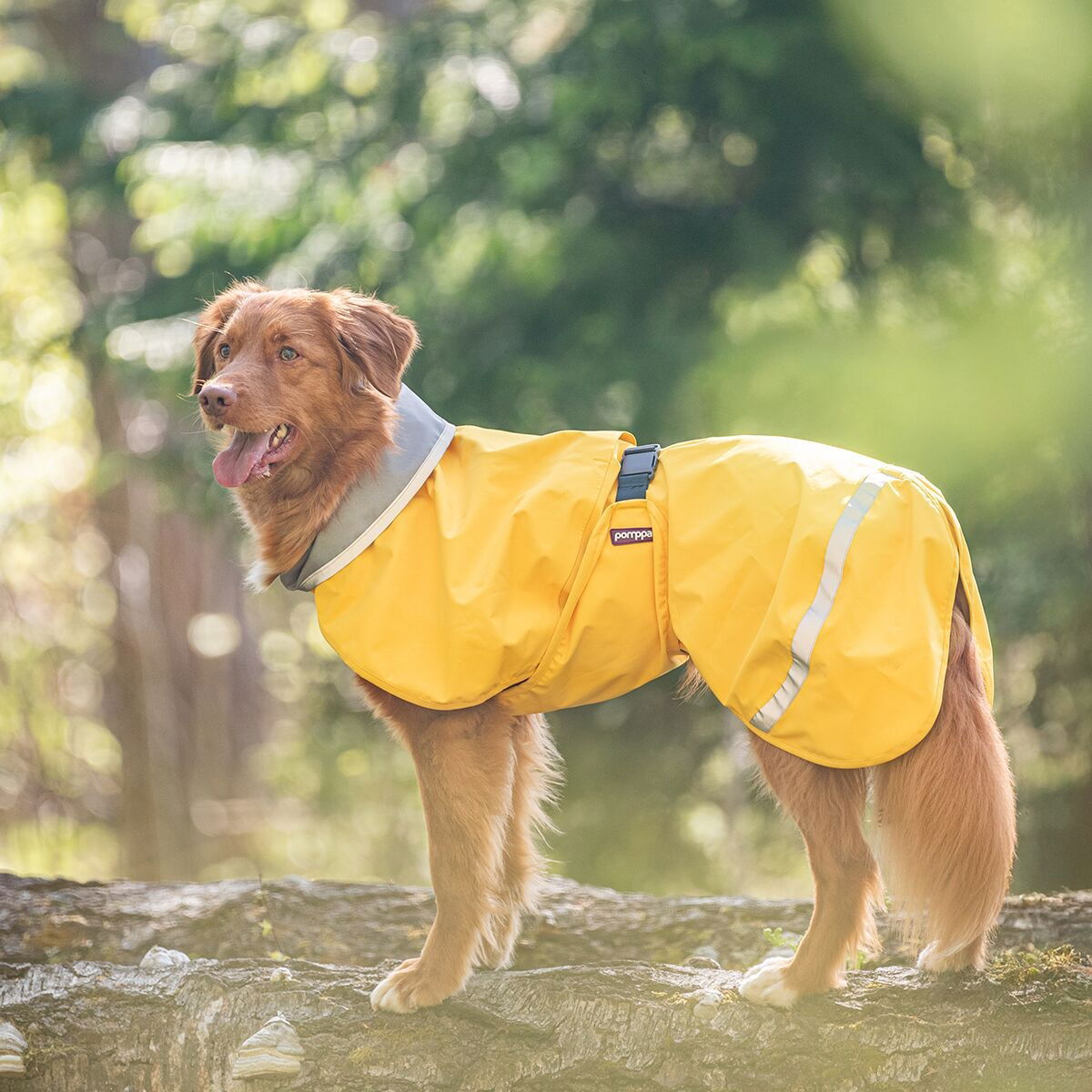 KuoriPomppa Lemonade