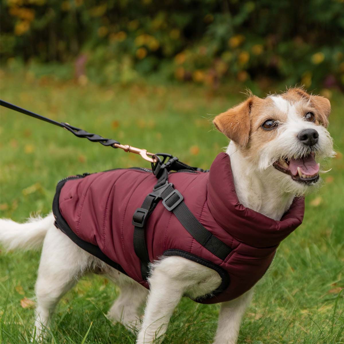 Trixie Pirou coat with harness, sangria