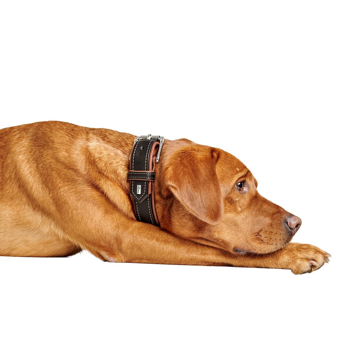 Hunter Collar Canadian UP Black