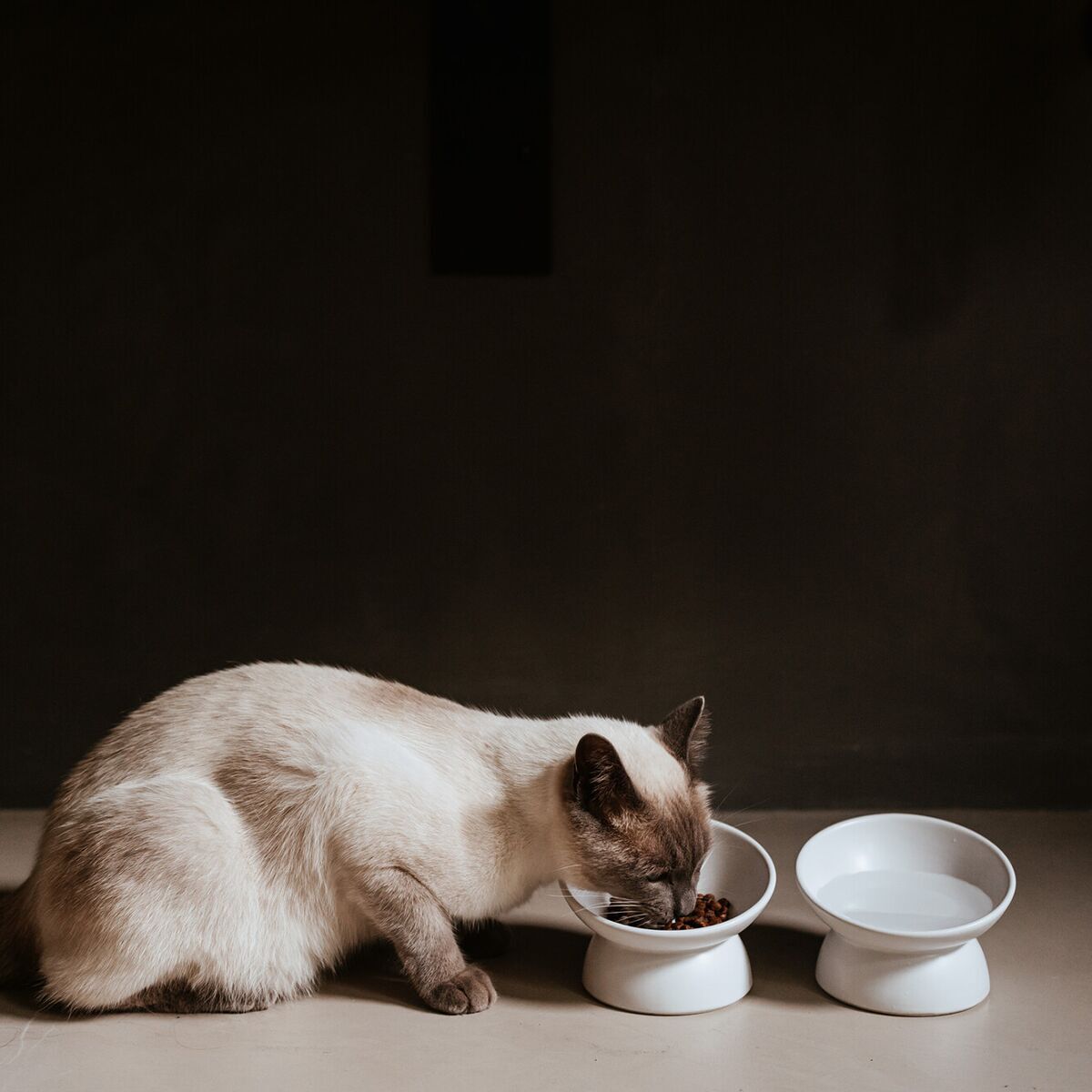 Hunter Ceramic Cat Bowl Langa