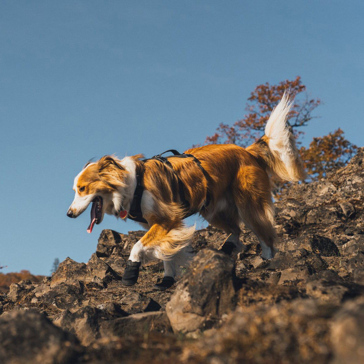Ruffwear Ridgeline Shoes Obsidian Black