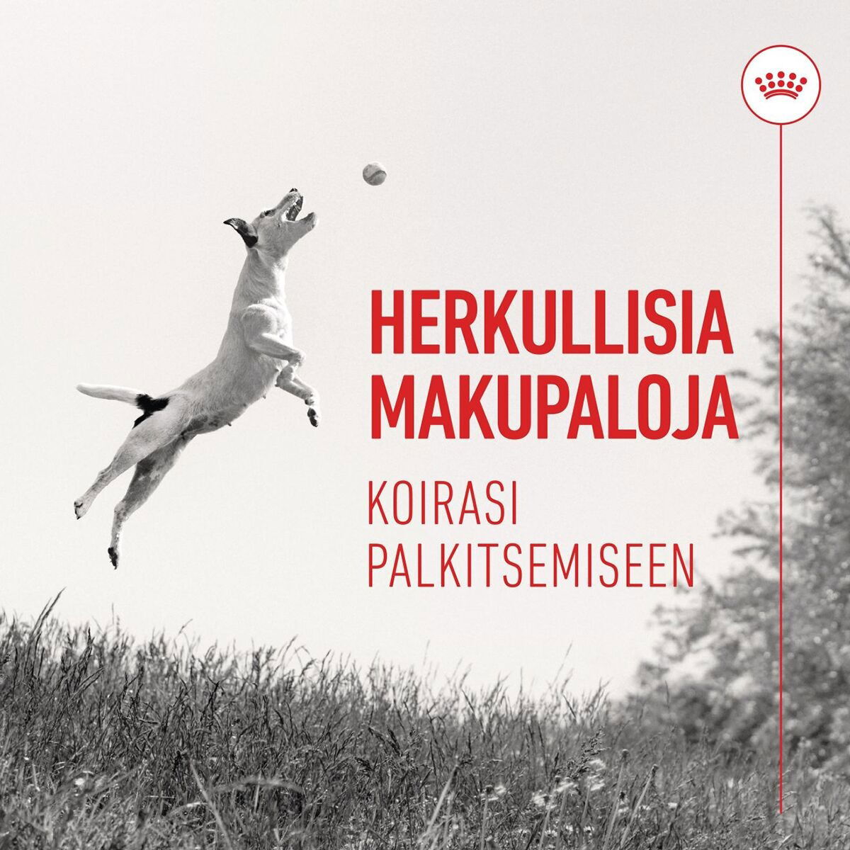 Royal Canin Dog Training Treats 110g