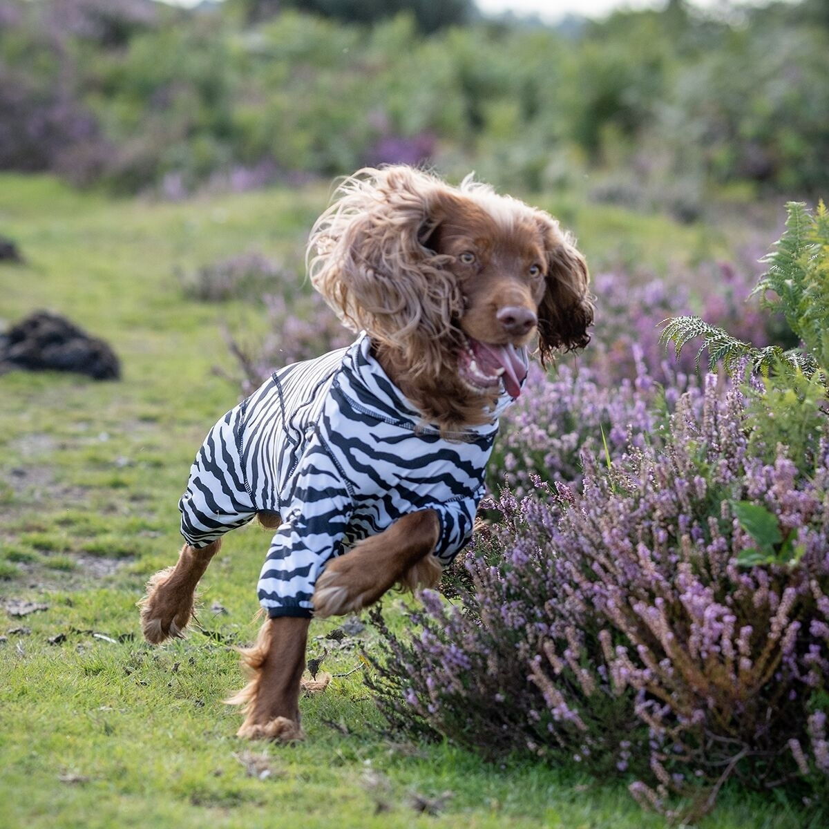 Rukka Zebra koiran haalari