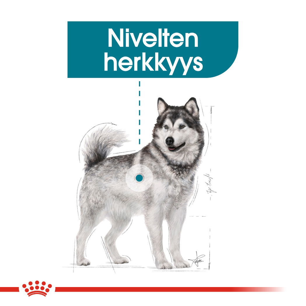 Royal Canin Maxi Joint Care