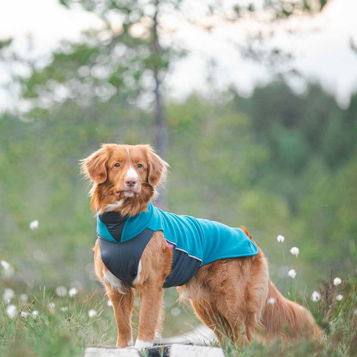 JumppaPomppa paita, petrooli