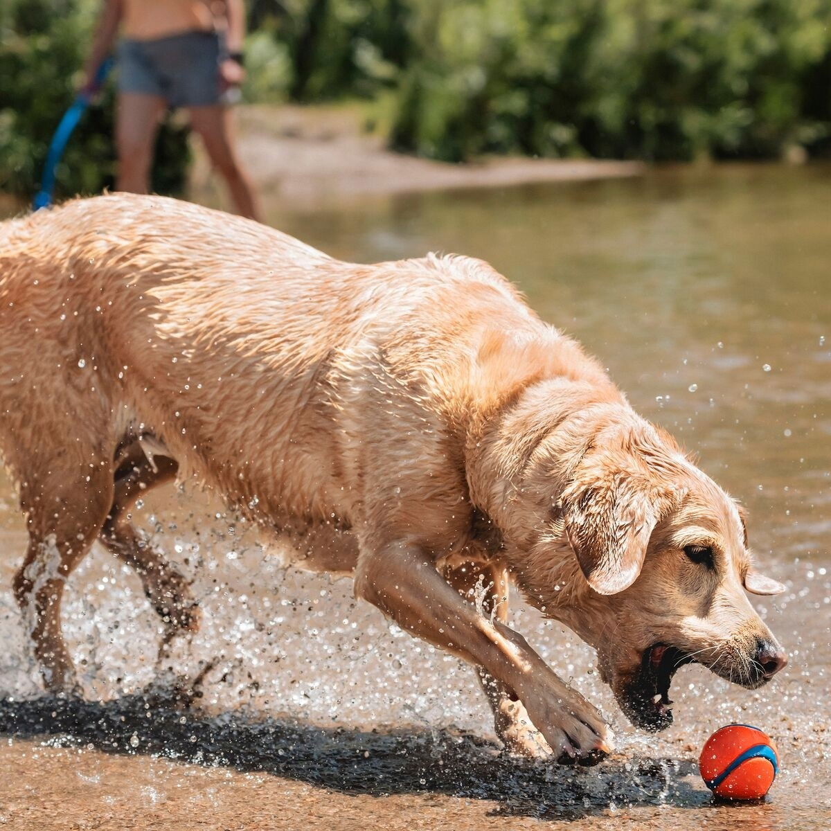 Chuckit Ultra Ball L