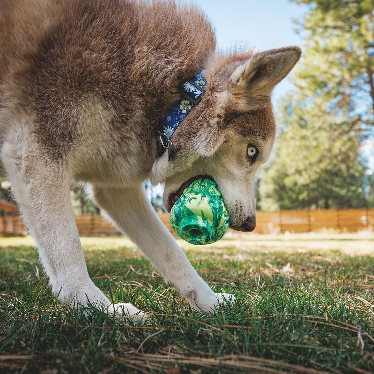 Ruffwear Morel™ 