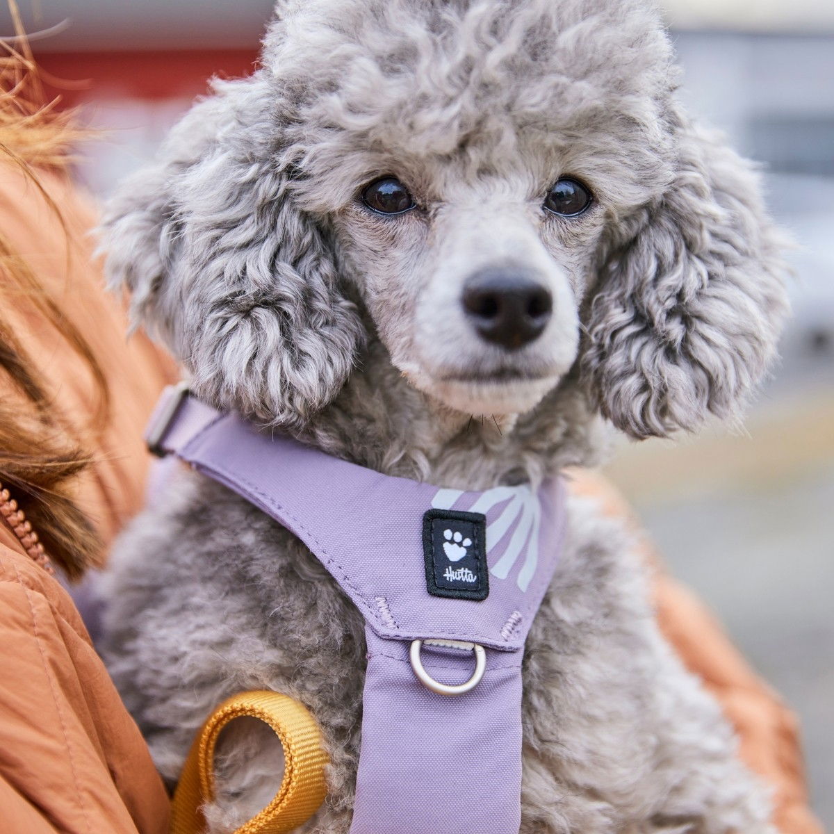 Hurtta Seeker valjaat laventeli