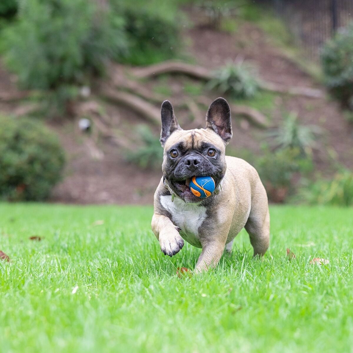 Chuckit ULTRA SQUEAKER BALL