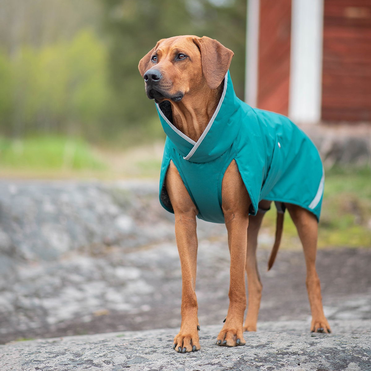 PerusPomppa for harness Forest