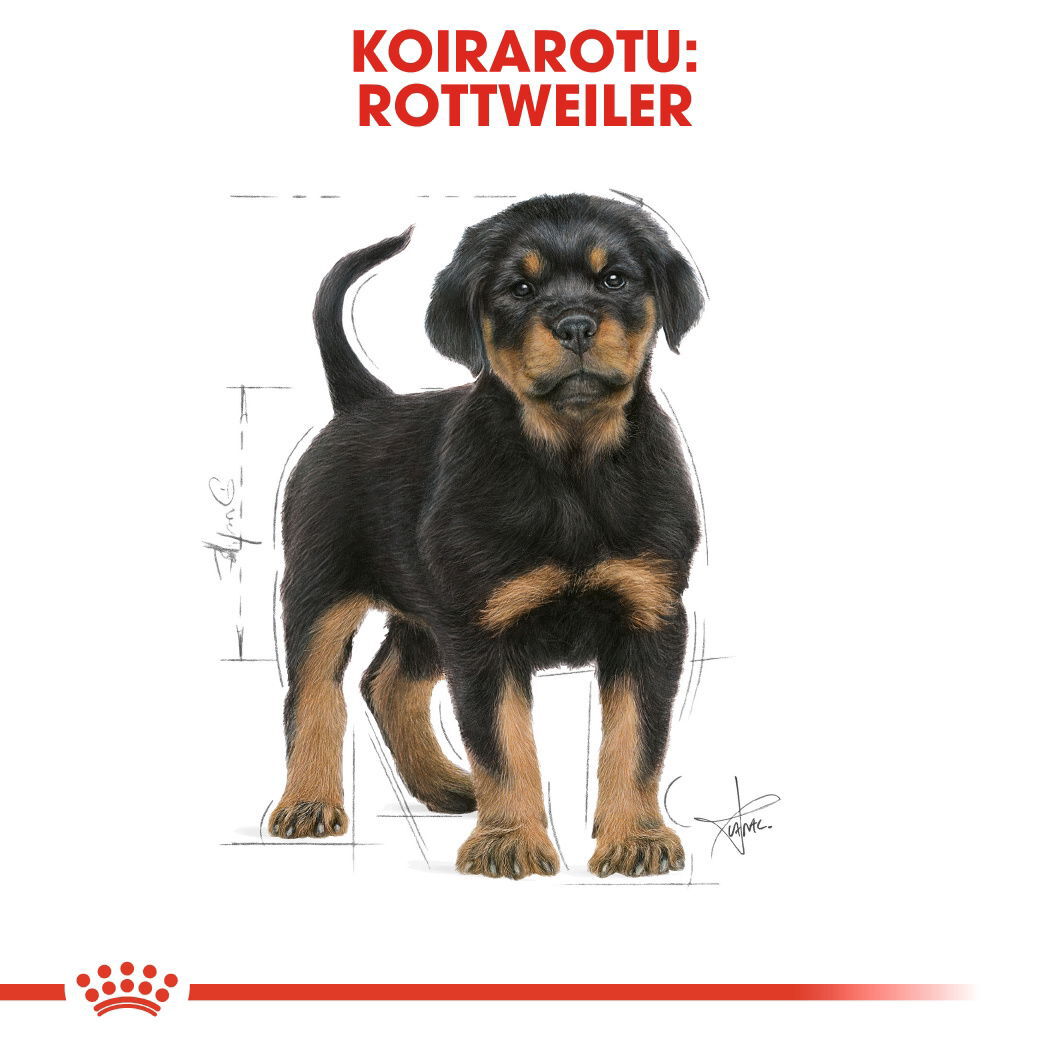Royal Canin Rottweiler Puppy koiranpennun kuivaruoka
