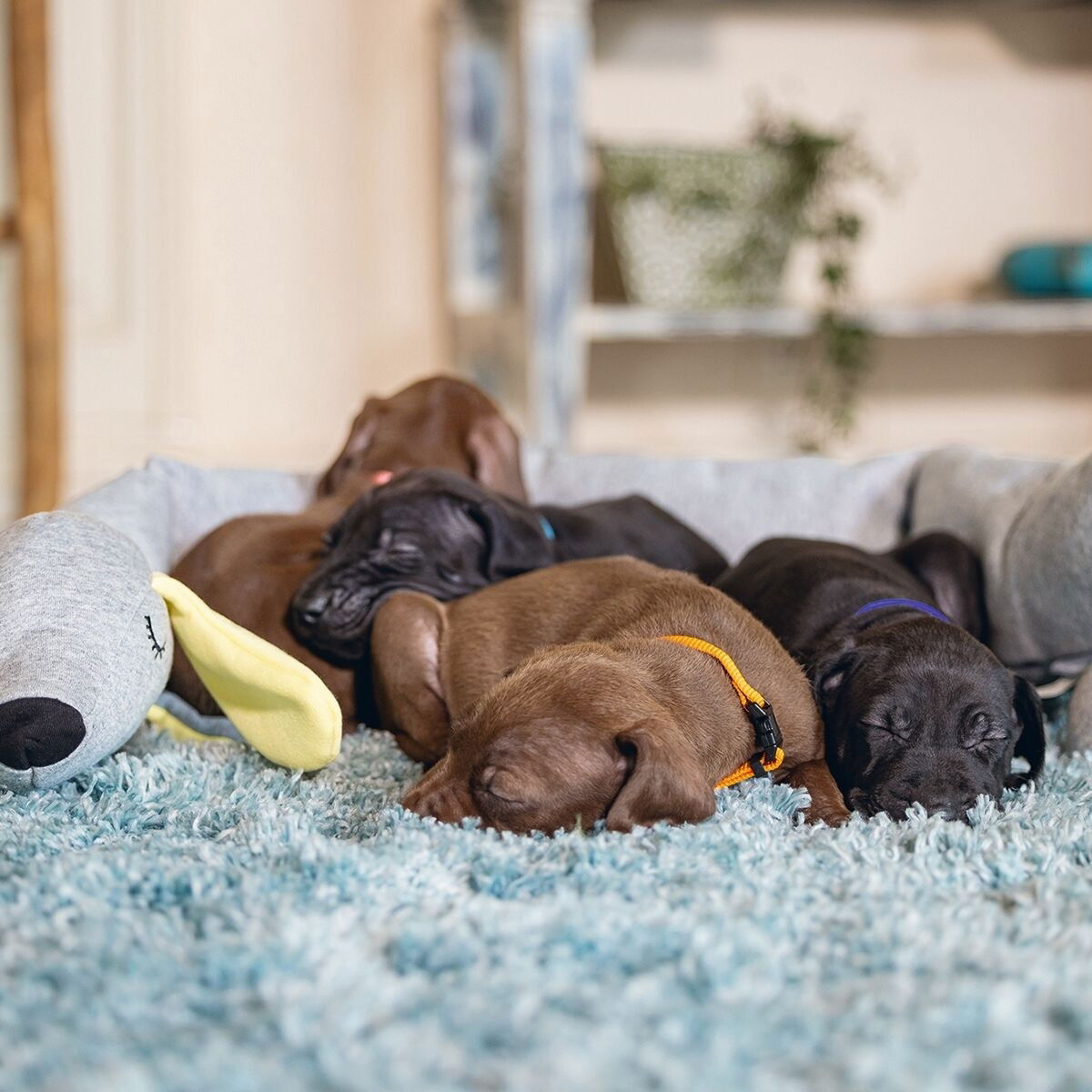 Beeztees puppy cuddle toy cosy Doggy