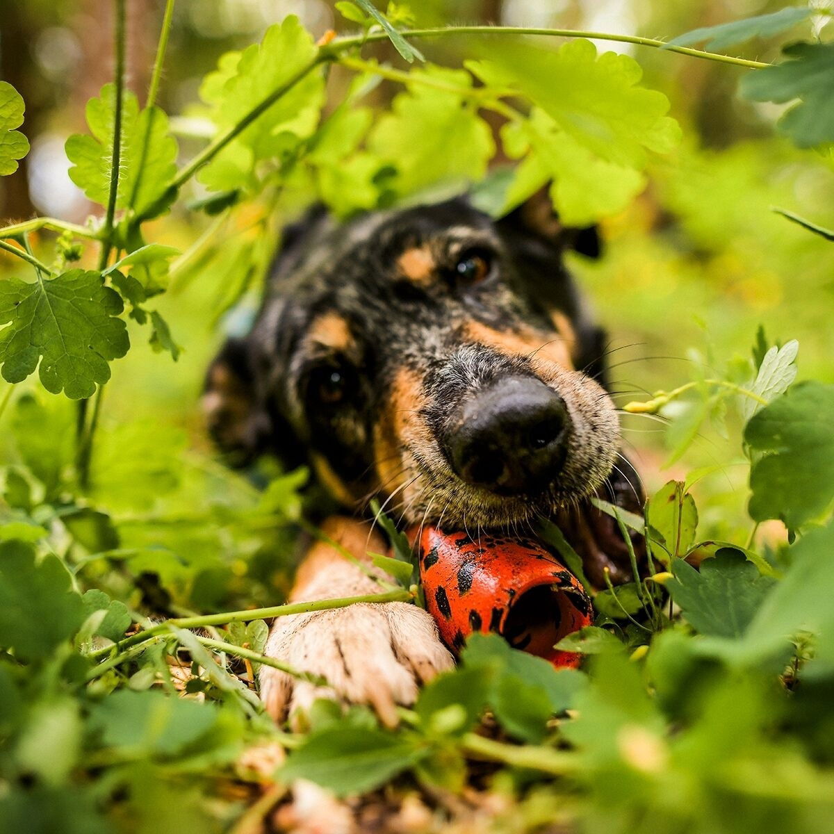 Non-Stop Dog throw toy