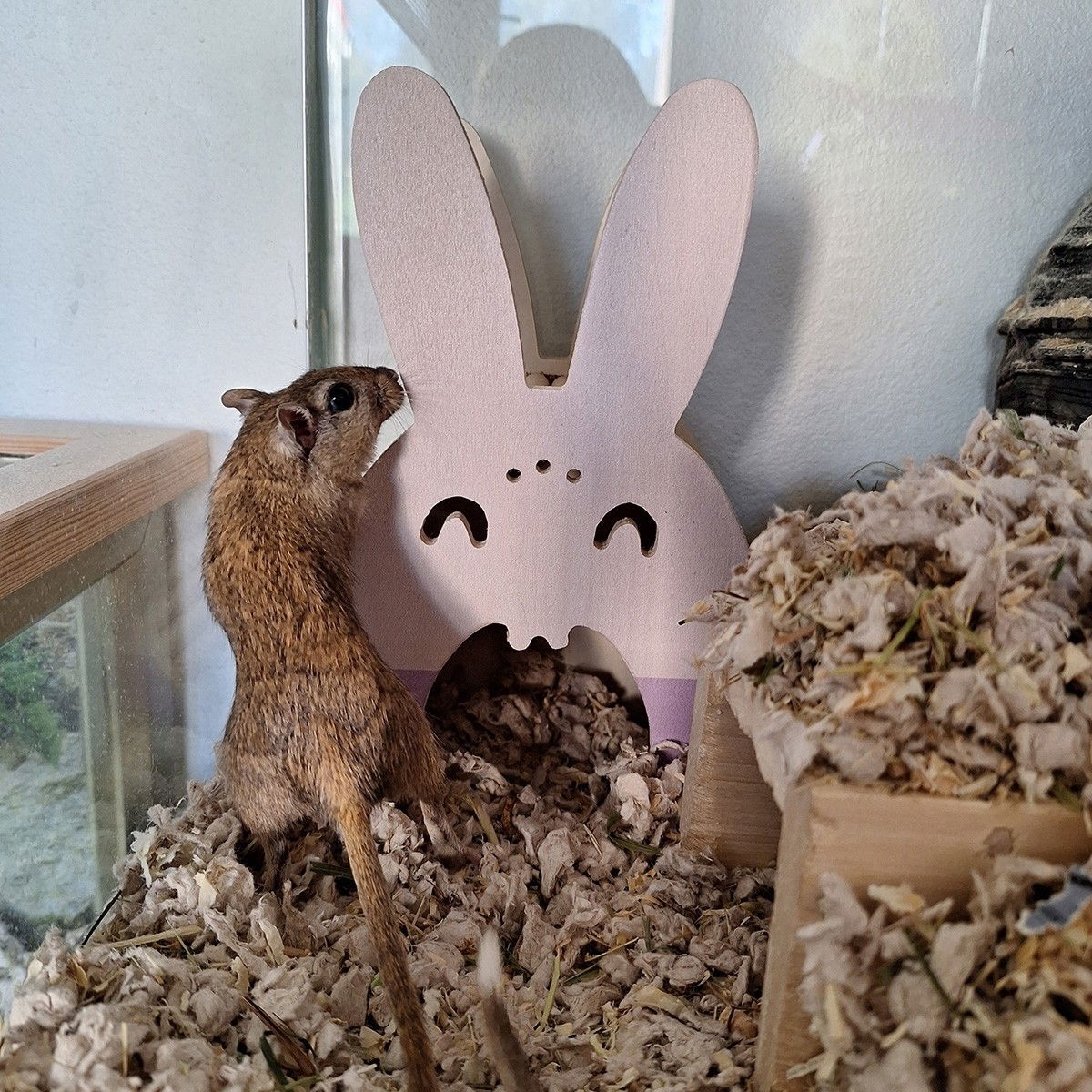 Duvoplus Jyrsijän mökki, pupu