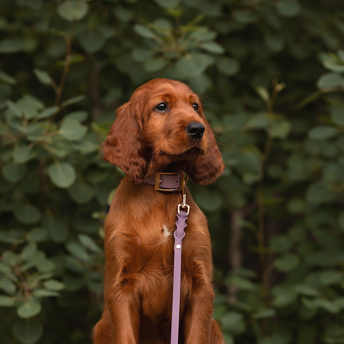 Tyylivoitto Braid leash, mauve