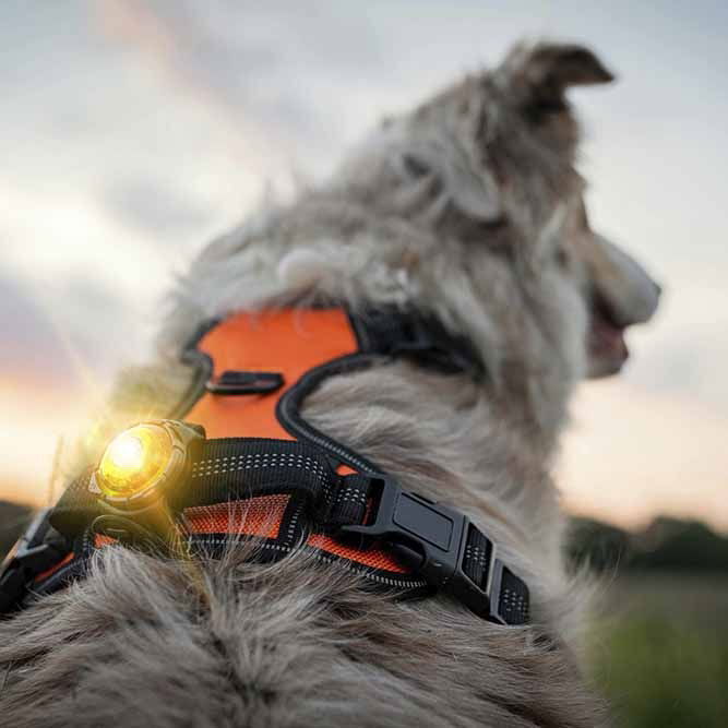 Orbiloc Dual Safety light