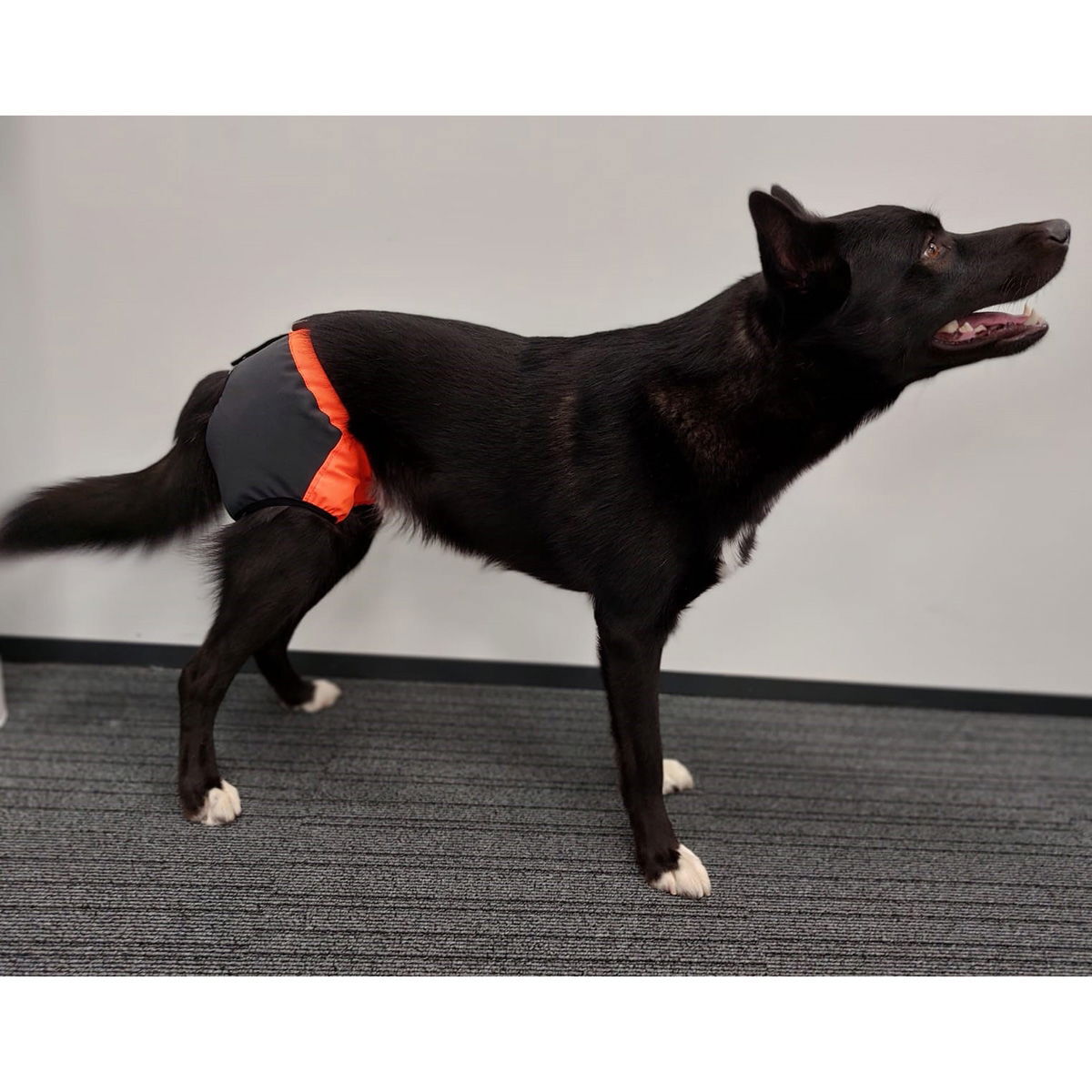 Koiran kivessuoja Kaapo, Kardog