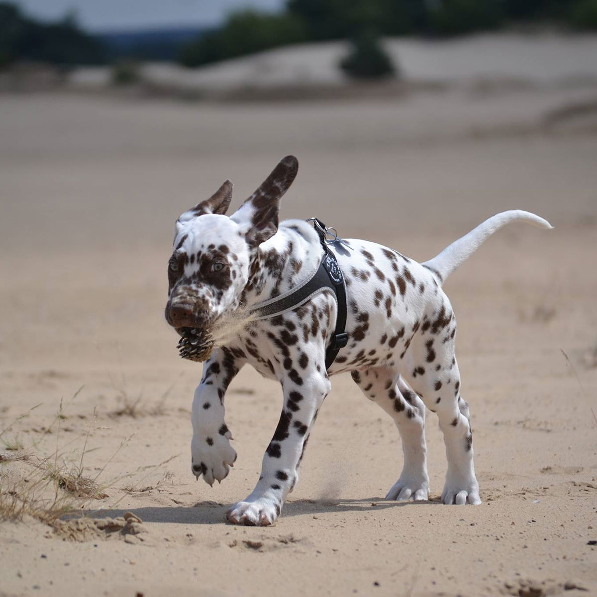 Tre Ponti Sele Basic Svart nr.1