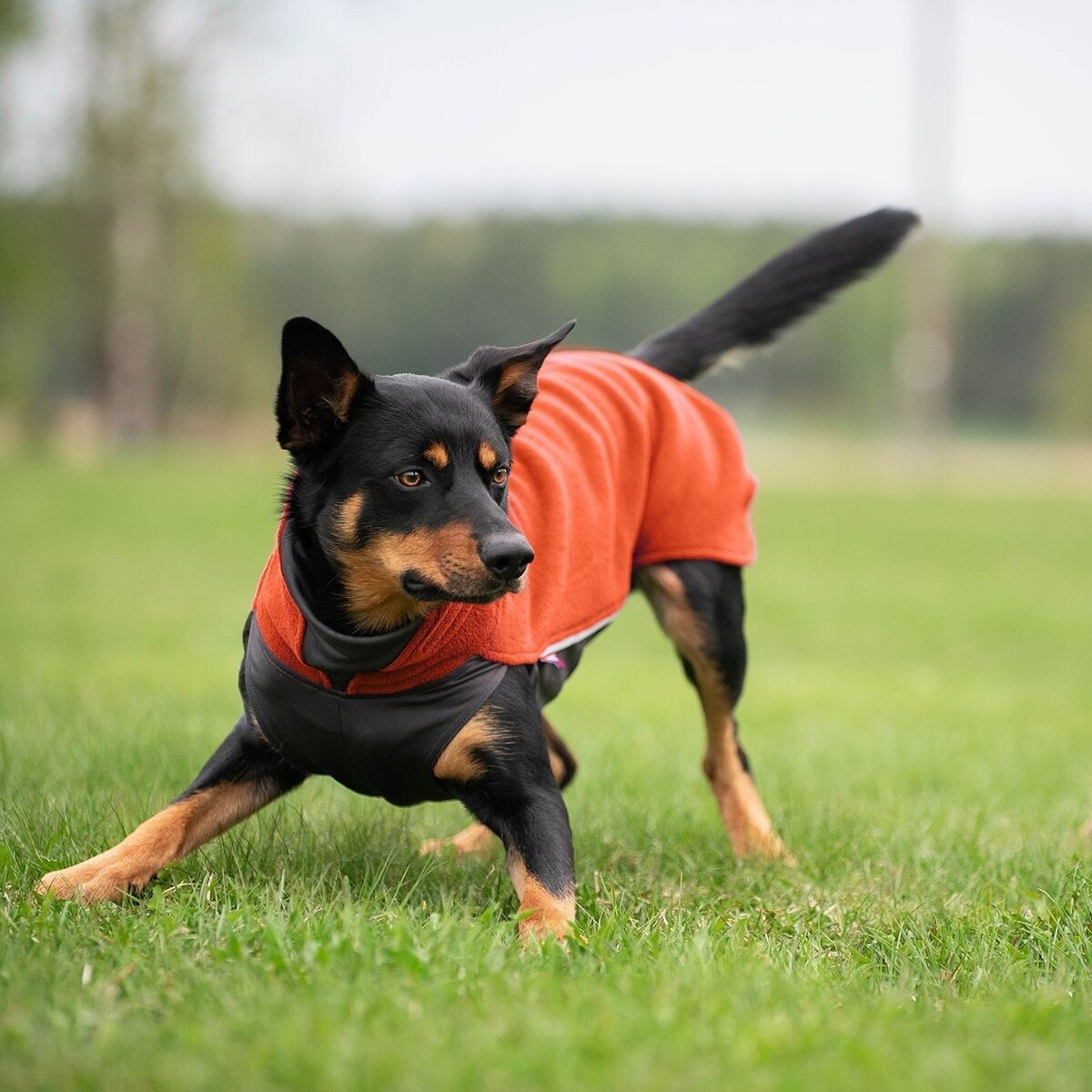 JumppaPomppa Habanero