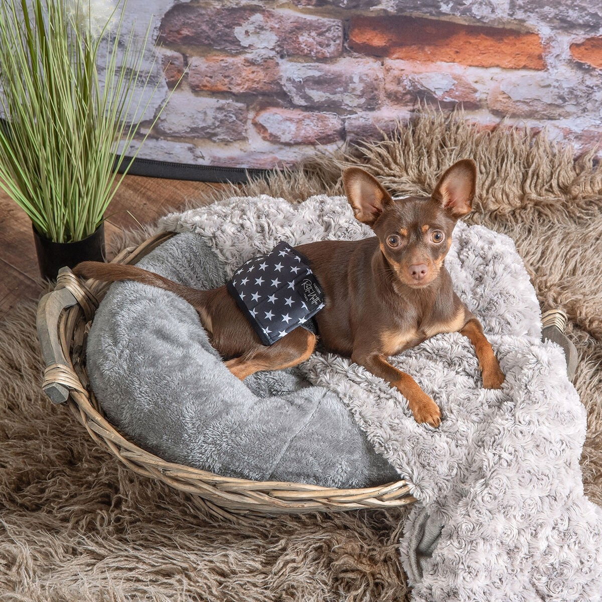 RuttuNuttu Urossuoja musta tähti