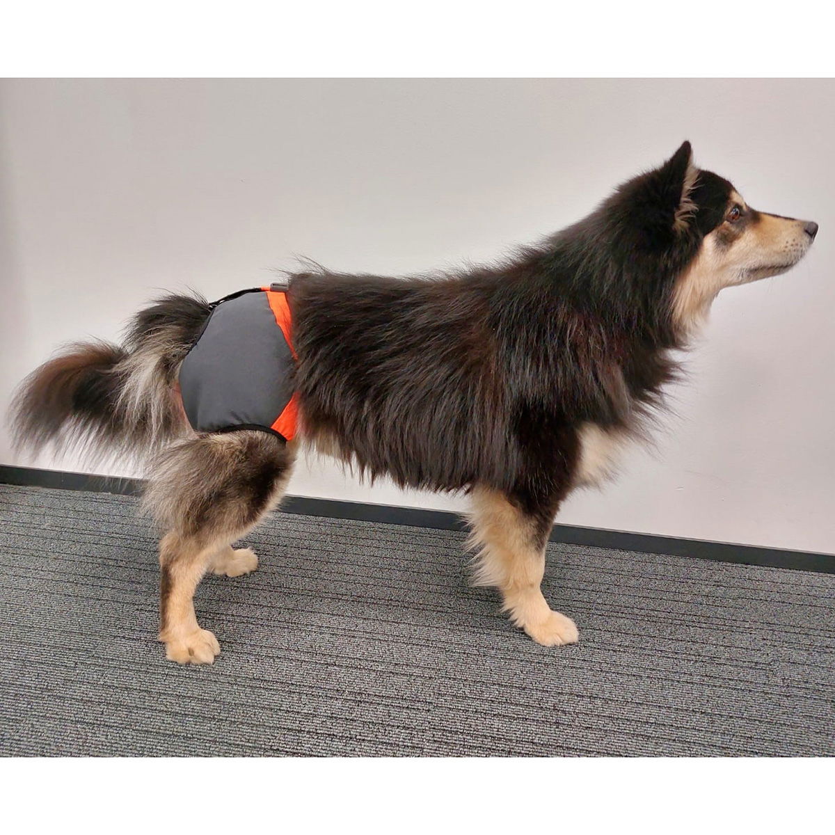 Koiran kivessuoja Kaapo, Kardog