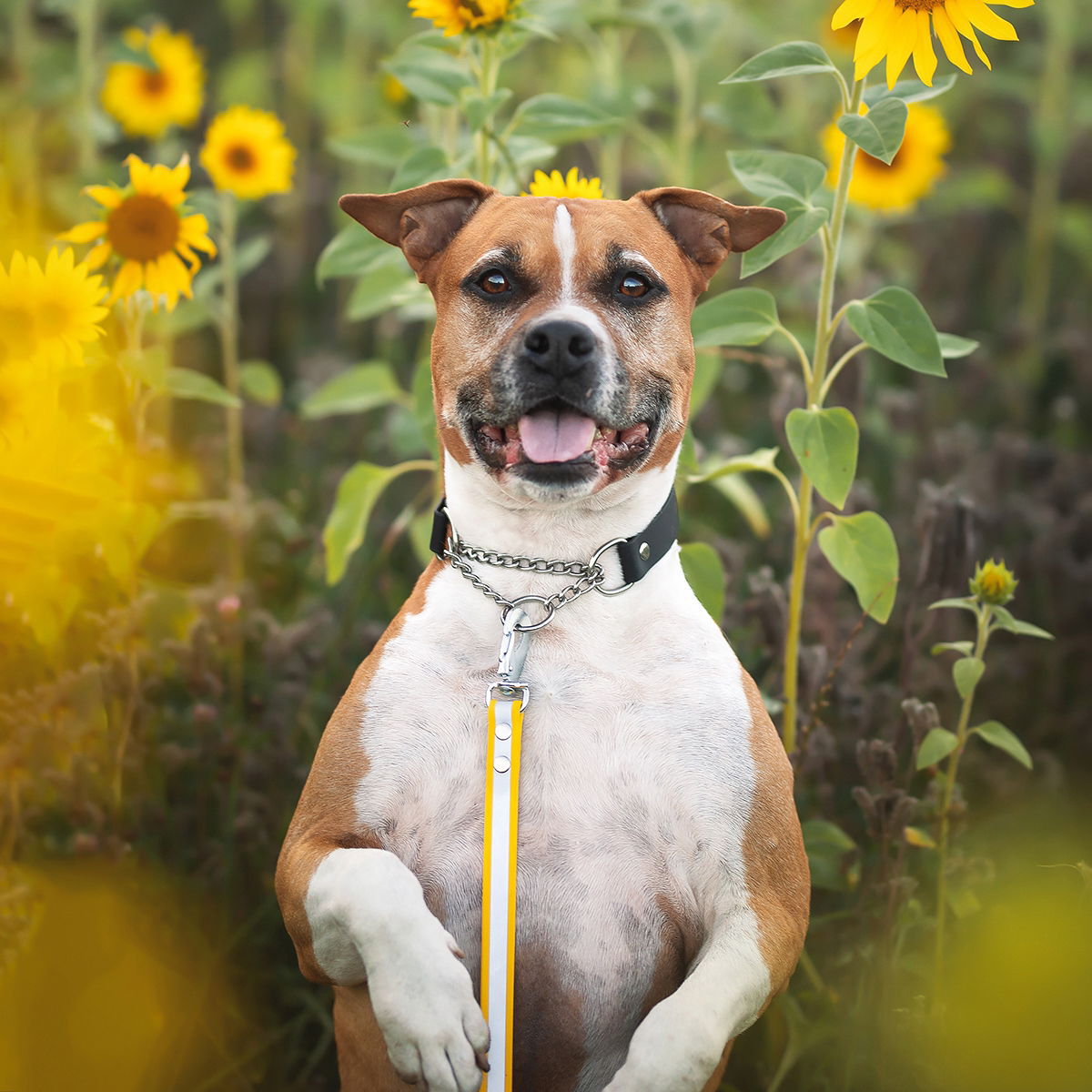 Heijastintalutin Tyylivoitto Shine Eazy, keltainen