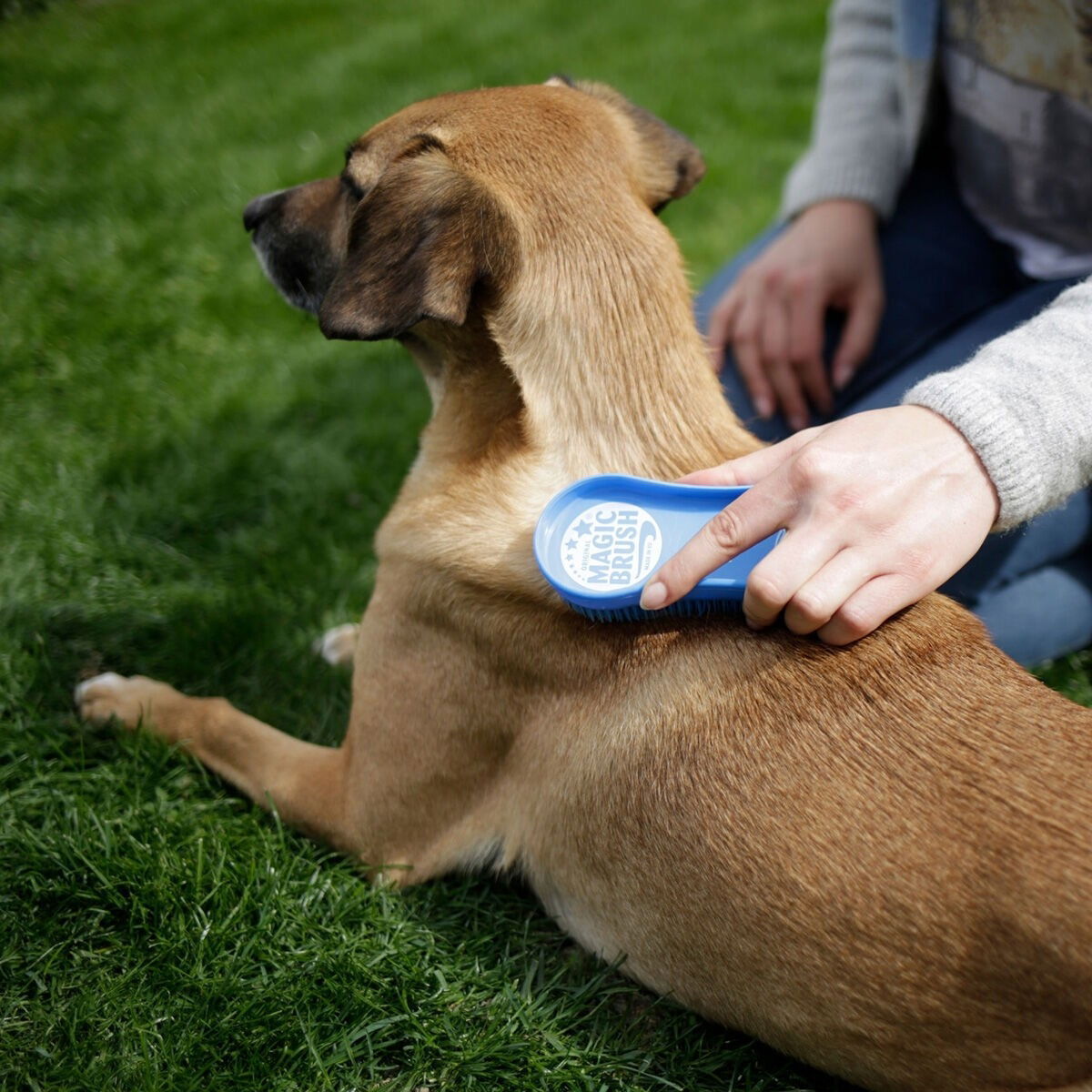 MagicBrush Dog wild rose