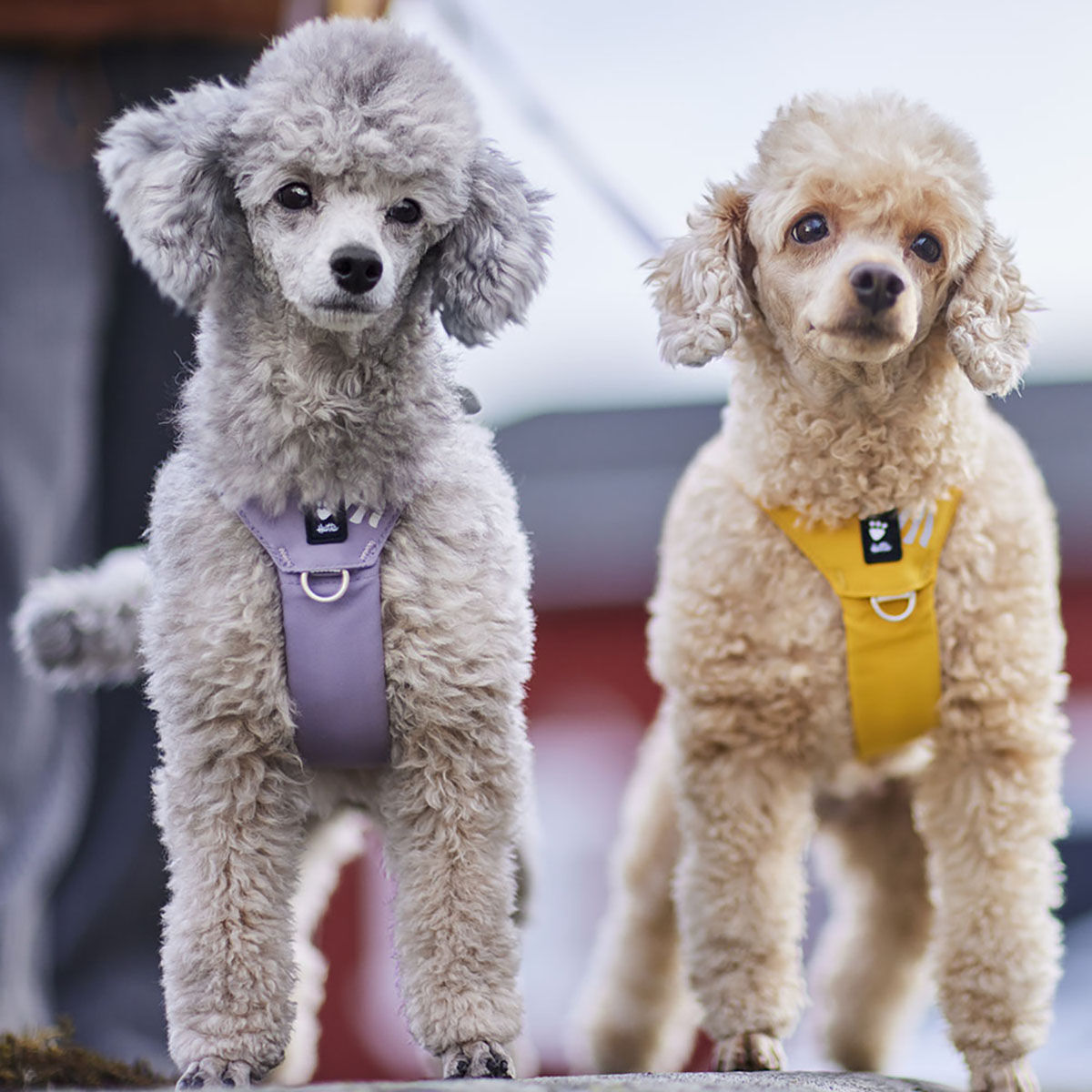 Hurtta Seeker valjaat laventeli