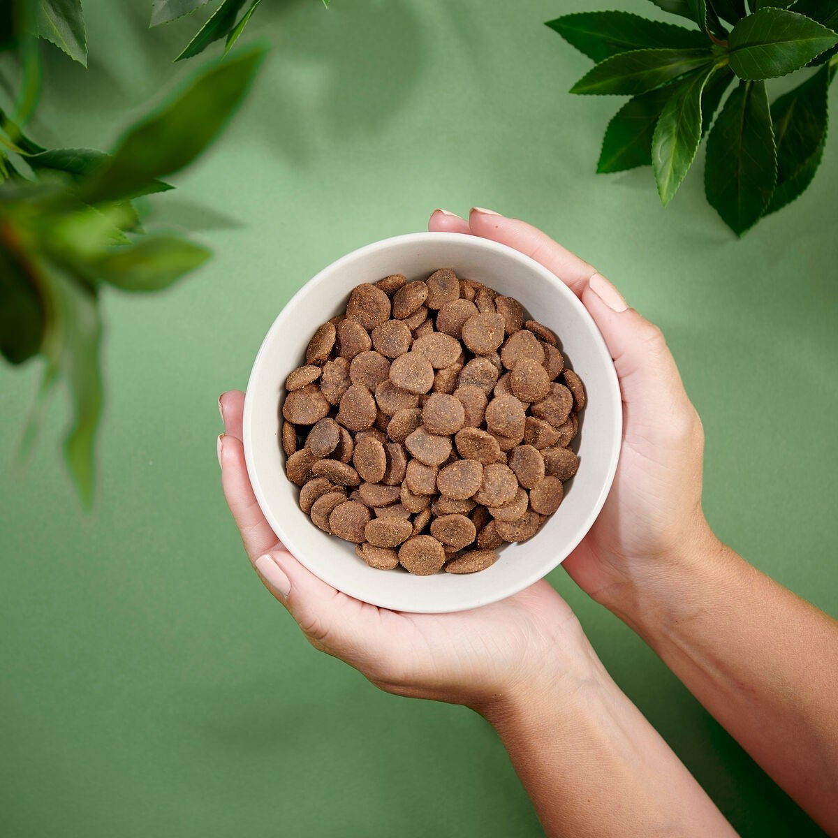 PN Dog Adult GF Pork