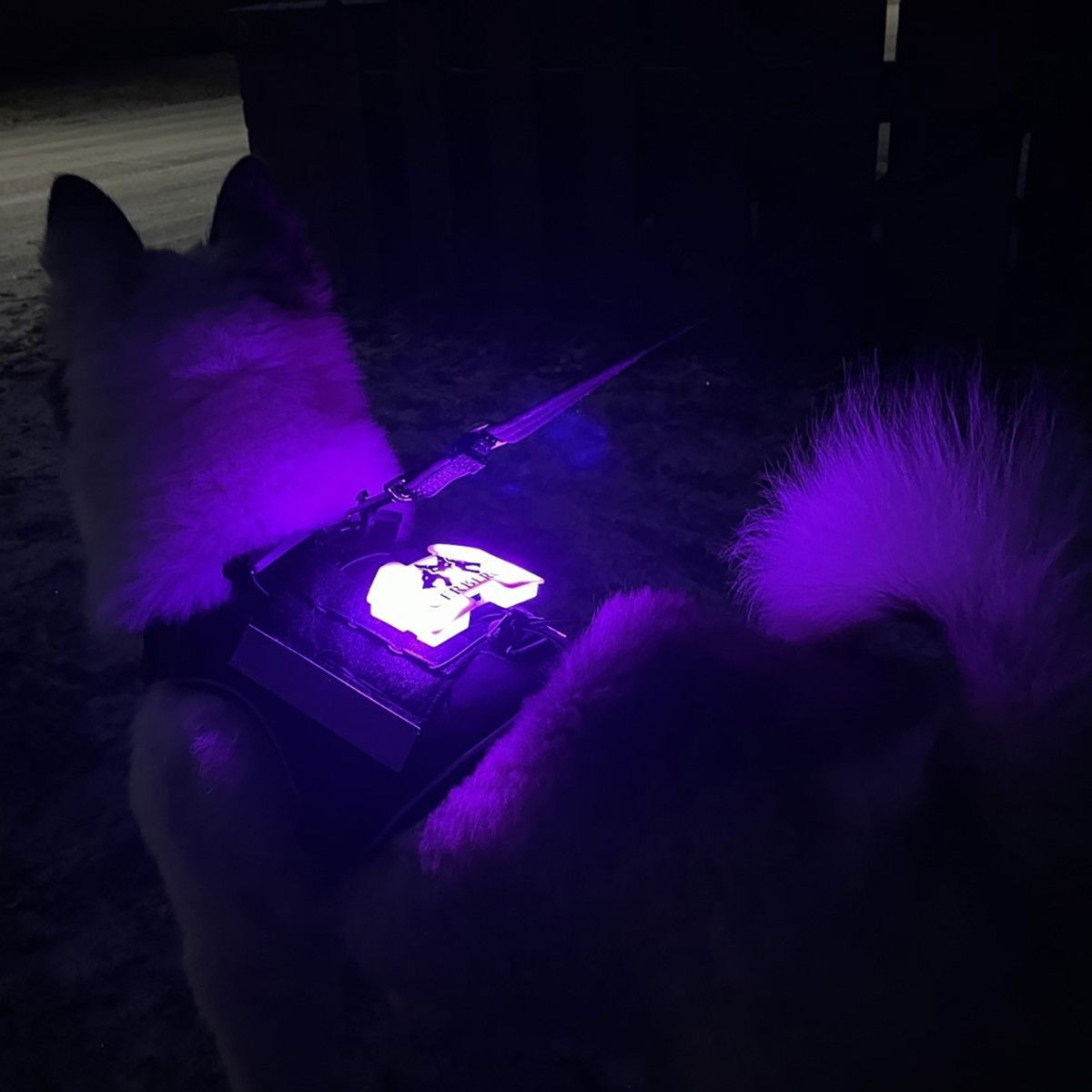 Cerberos Safety Light