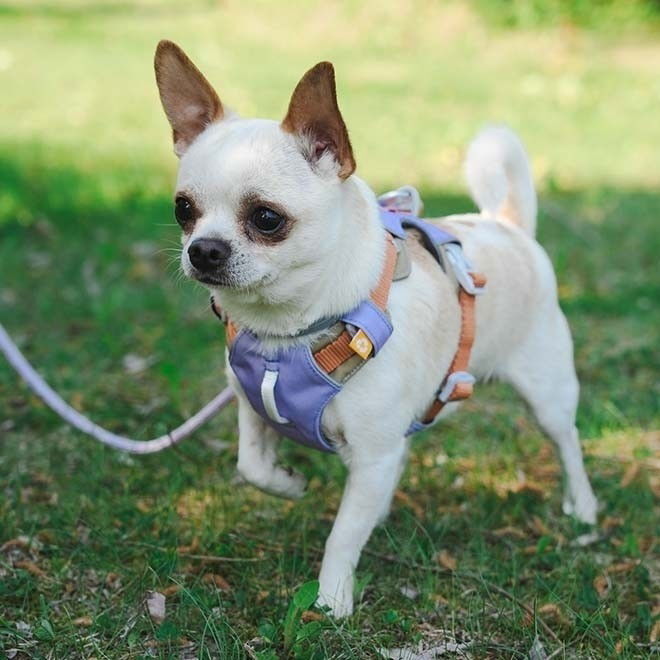 Woolly Wolf Alpha 360 Harness, Lavender Mix