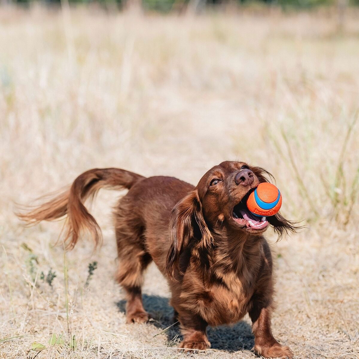 Chuckit Ultra Ball 2 kpl