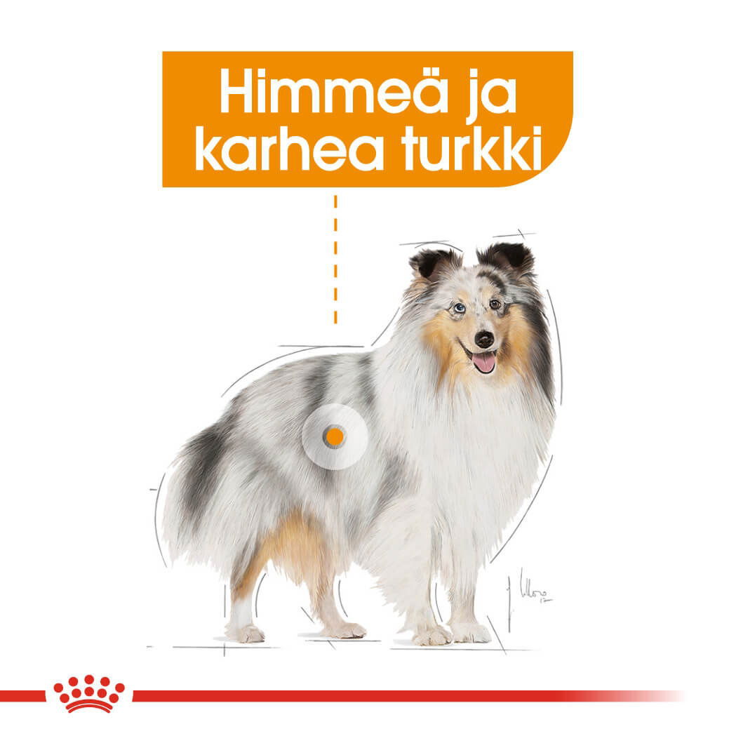 Royal Canin Coat Care Adult koiran märkäruoka