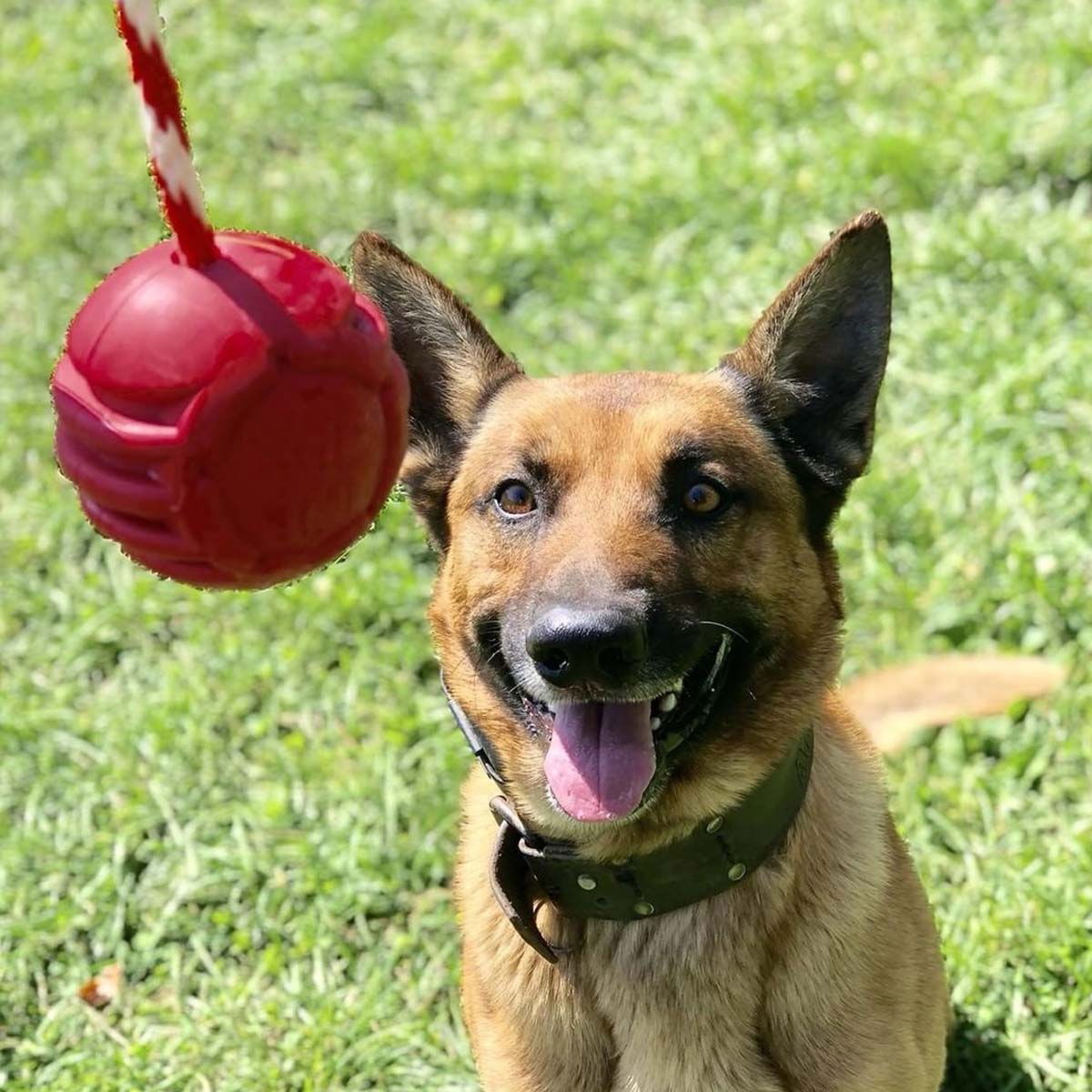 SodaPup Stars&Stripes Reward Ball punainen