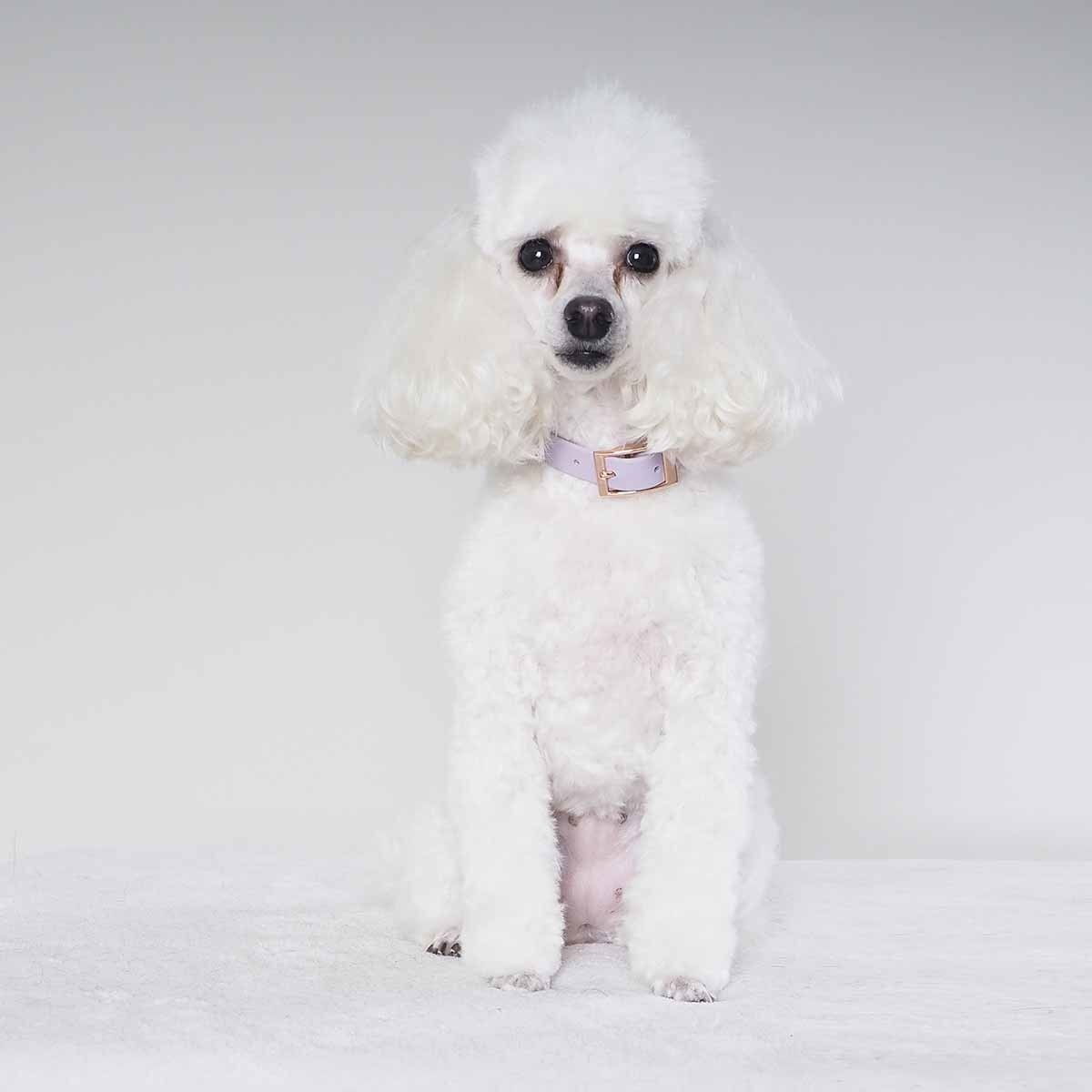 Tyylivoitto Classy panta kapea, laventeli/ruusukulta