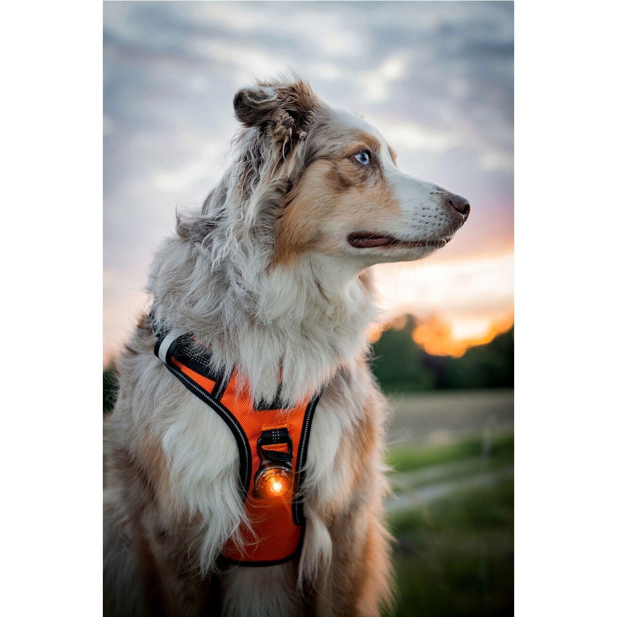 Orbiloc Dual Safety light