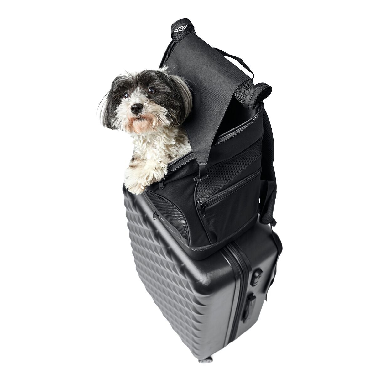 Hunter Dog Flight Bag and Backpack Miles Black