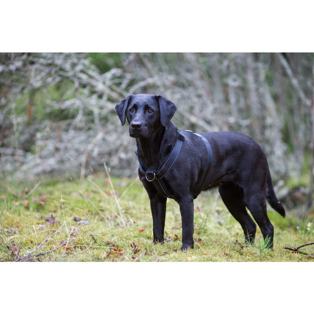 Rukka Form Polar Y-valjas musta