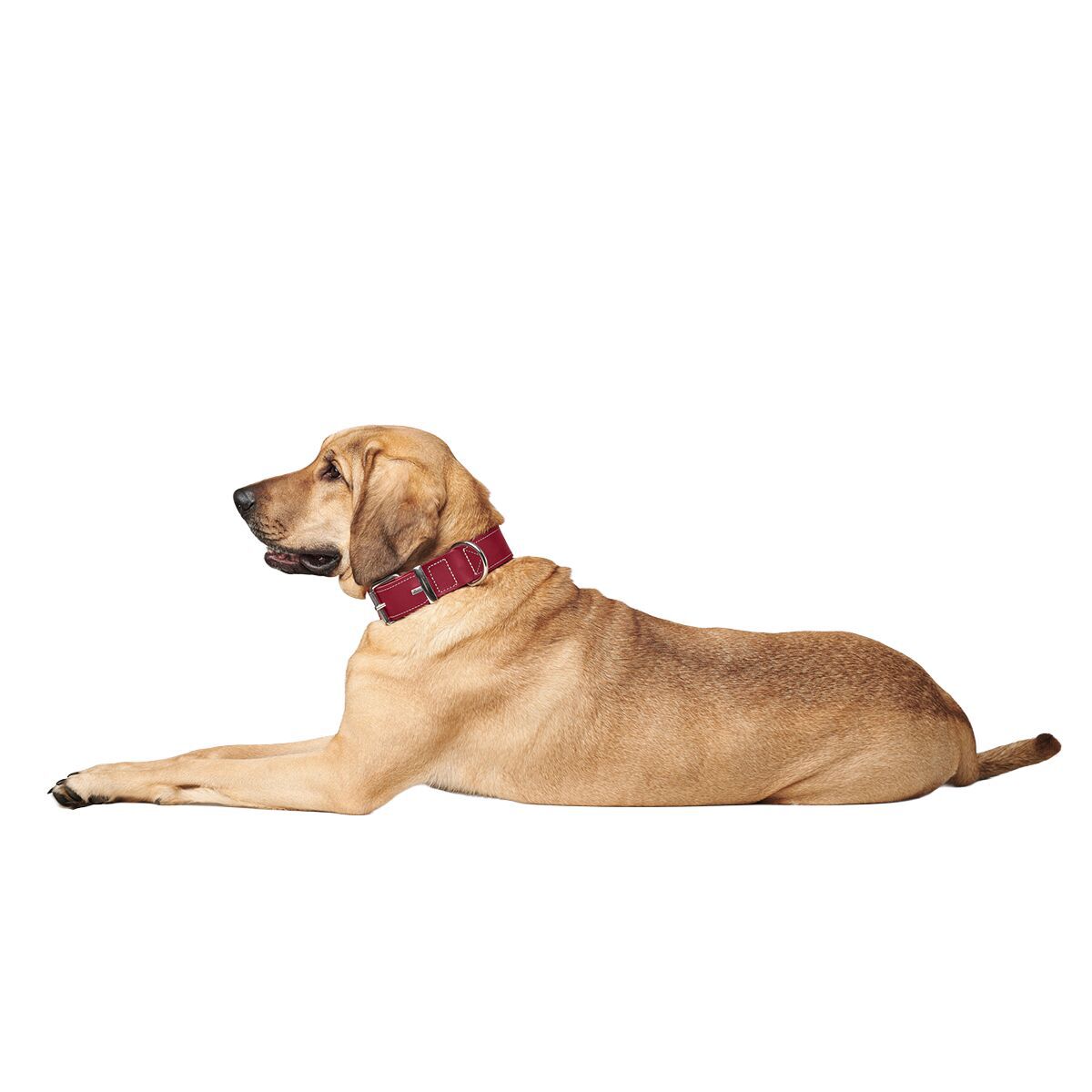 Hunter Collar Aalborg Special Red
