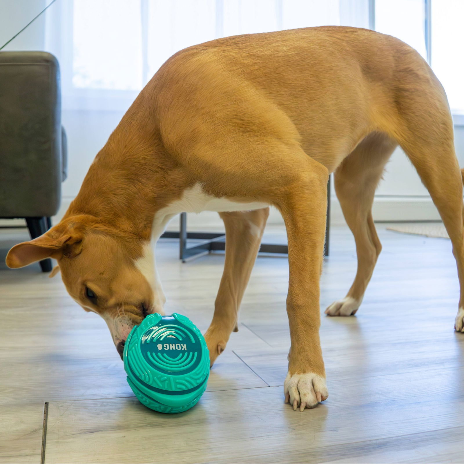 KONG Licks Rewards M/L