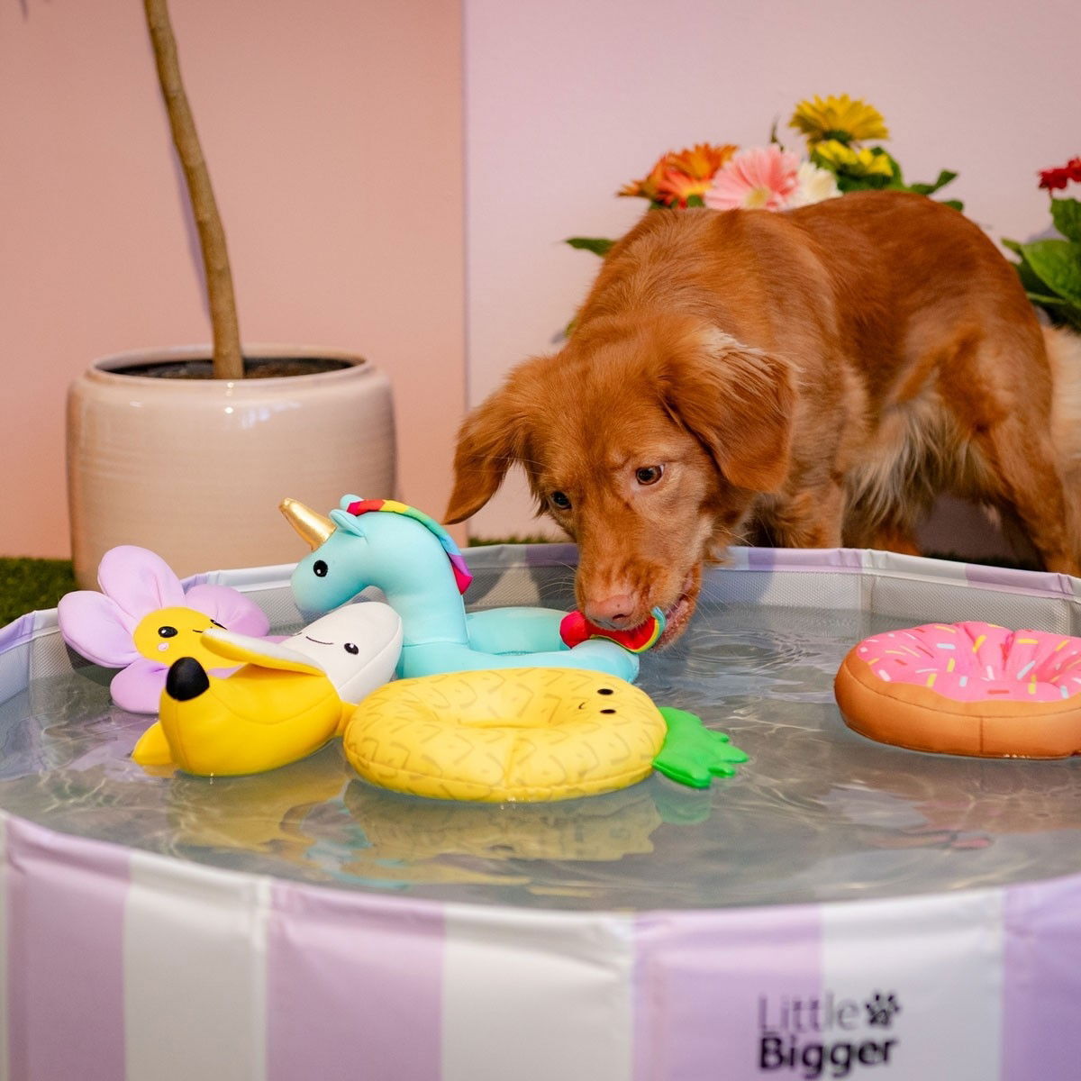 Little&Bigger HotSummer koiran uima-allas lilaraidallinen 80 cm