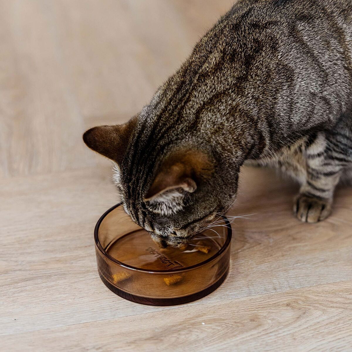 Glass cat bowl District 70, Dawn