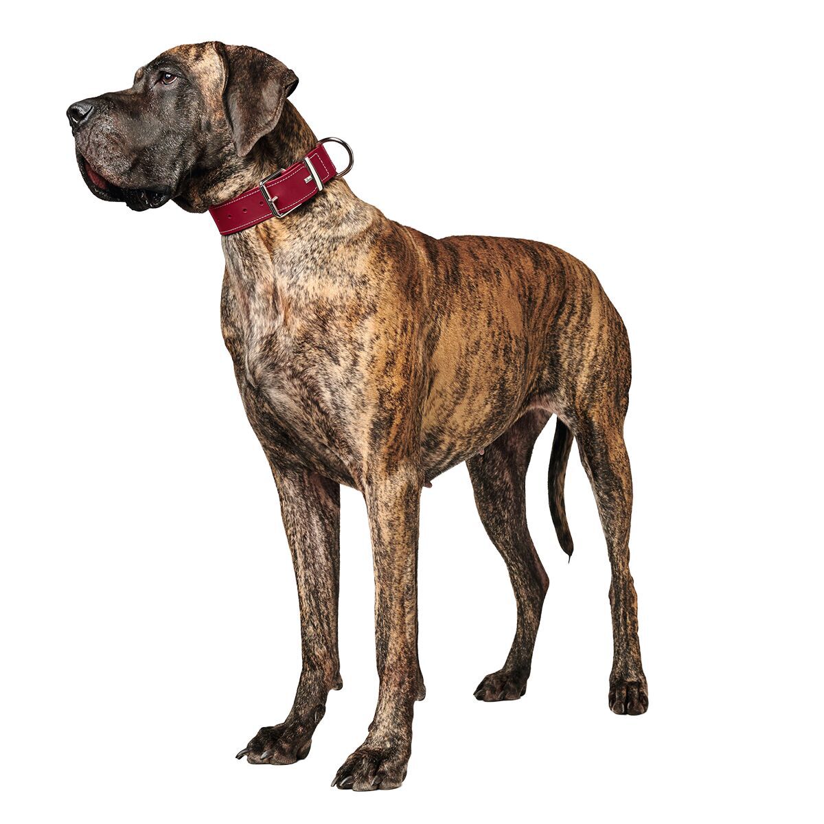 Hunter Collar Aalborg Special Red