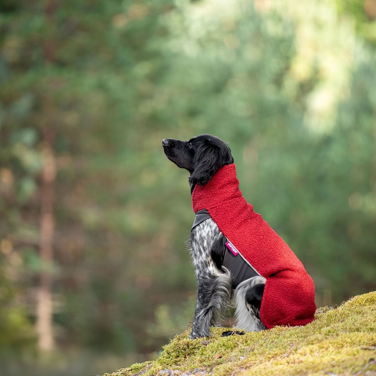 PolarPomppa Rowanberry