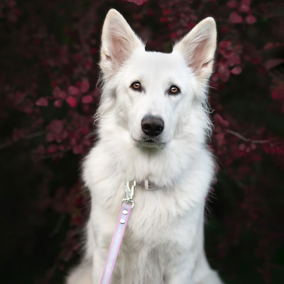 Tyylivoitto Shine EAZY reflective leash, lavender