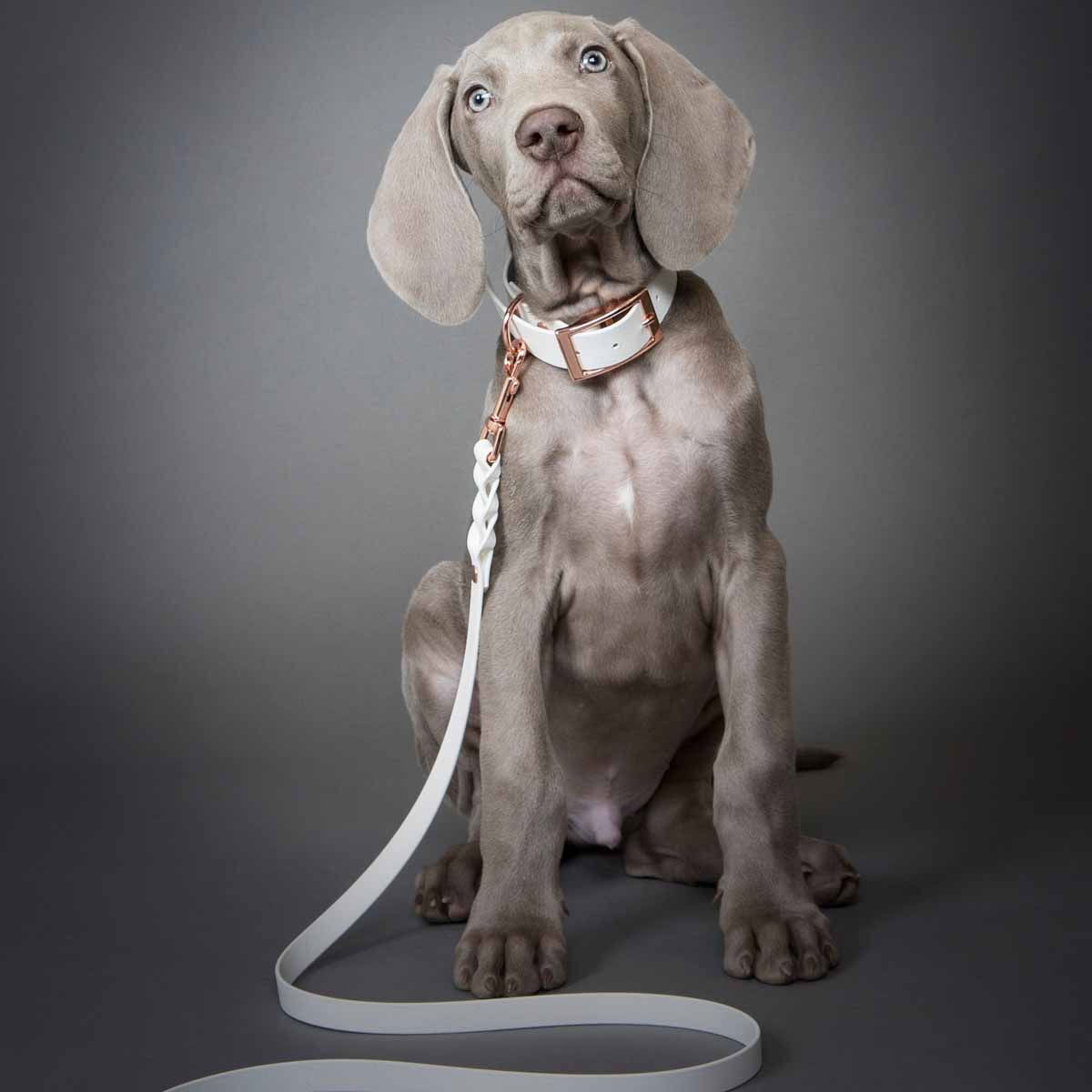 Tyylivoitto Classy koiran panta, valkoinen/ruusukulta