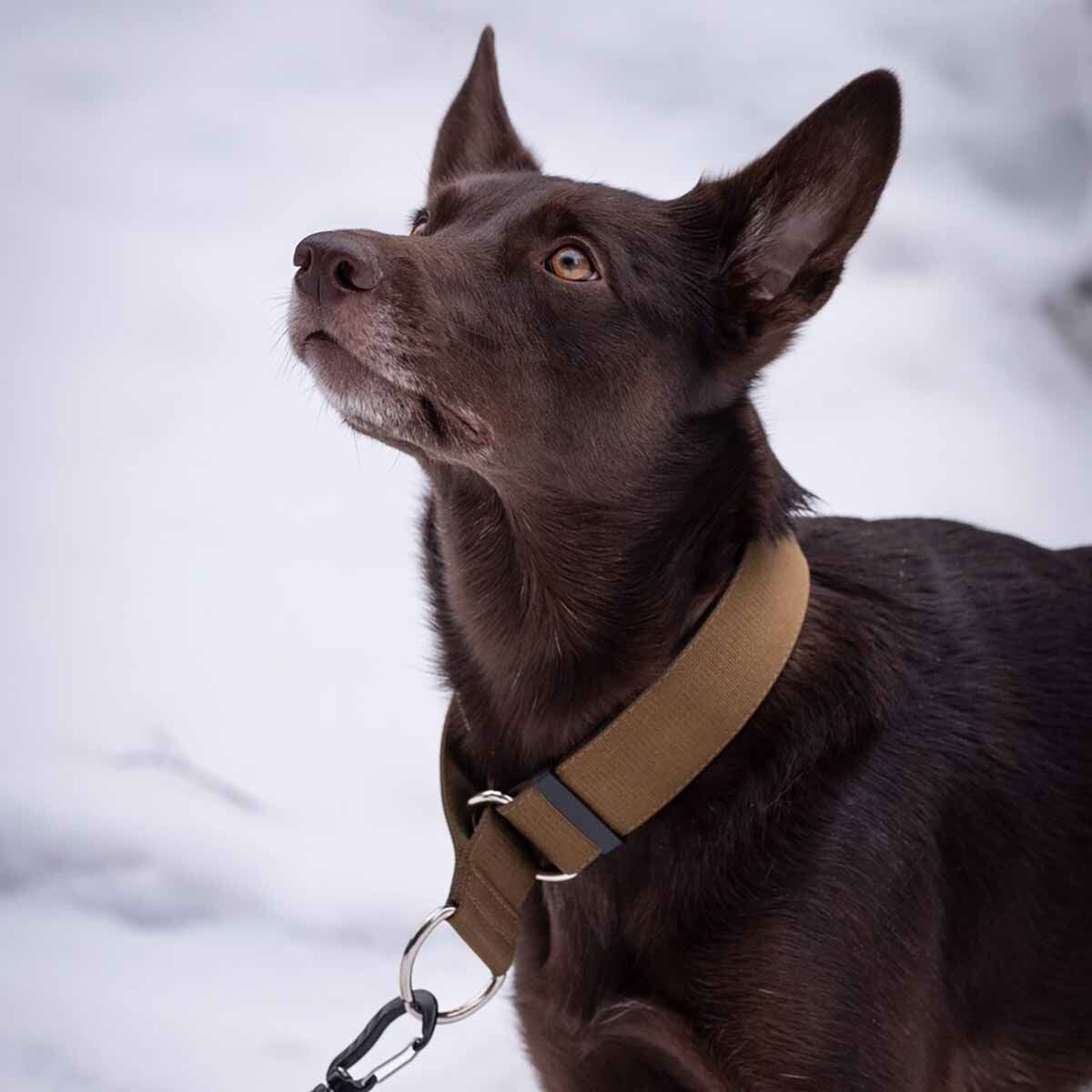 Salmiakkitassu hc-collar coyote 4x35-60cm