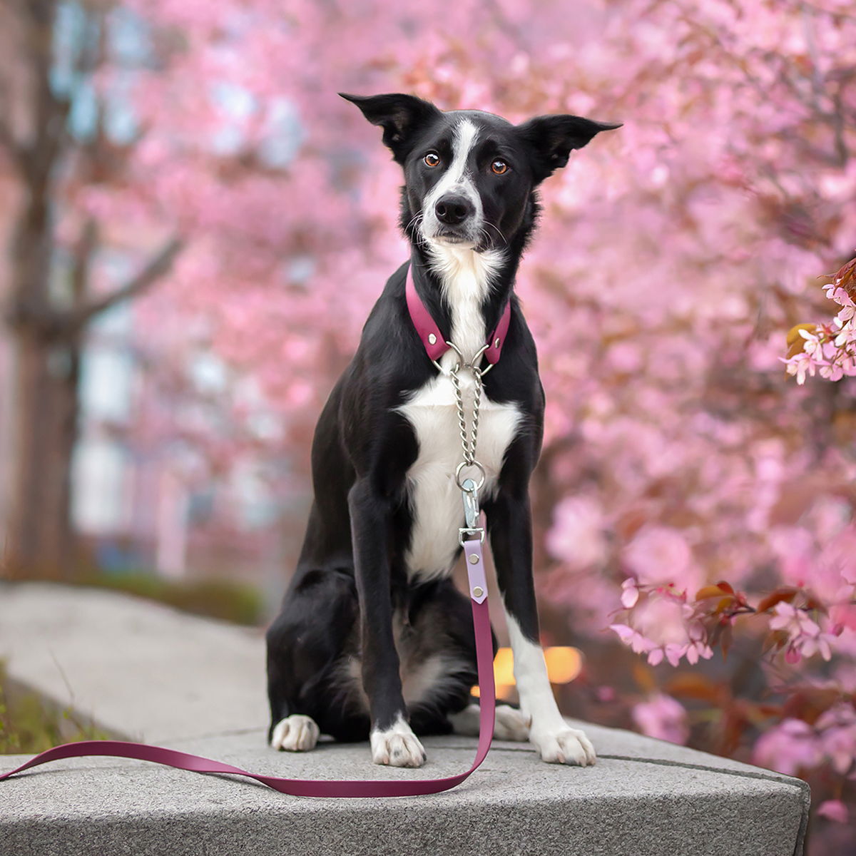 Tyylivoitto Clever puolikiristävä panta, burgundi